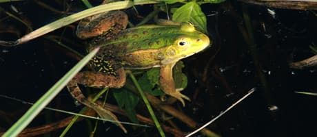 Teichfrosch