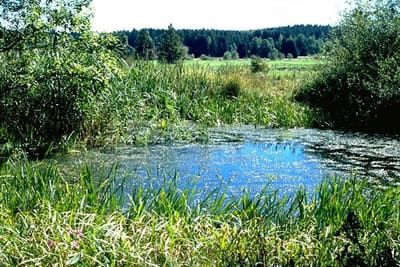 Naturnaher Amphibien-Lebensraum