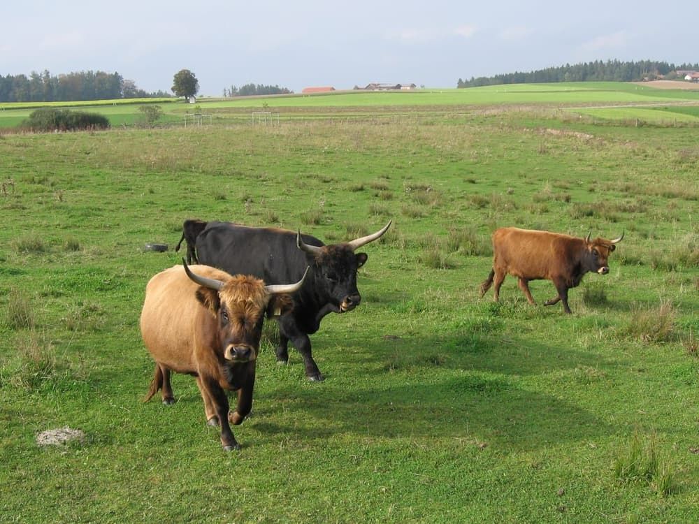Heckrinder im Astener Moos