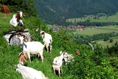 Beweidung mit Burenziegen
