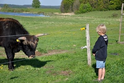Kind und Rind