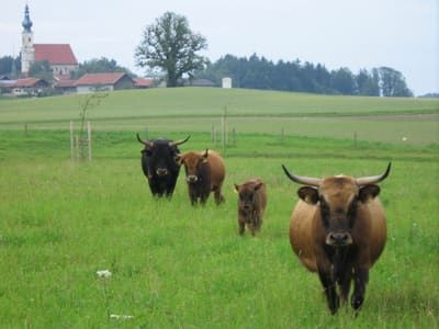 Heckrinder im Astener Moos