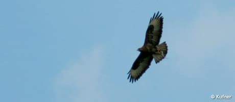 Bussard