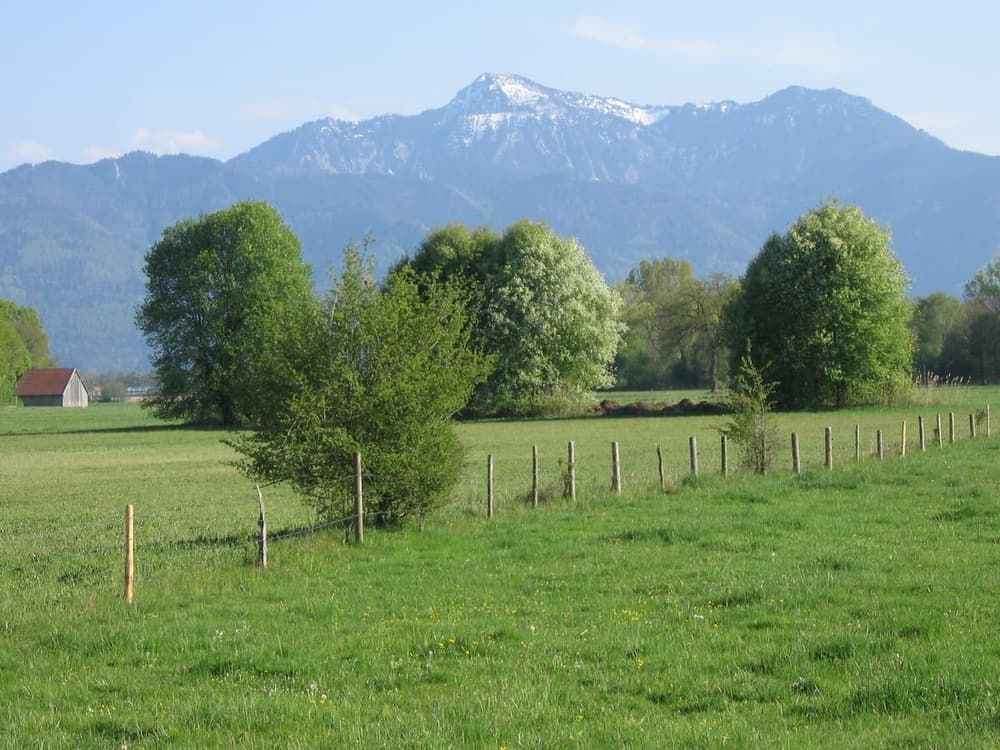 Lachsgang