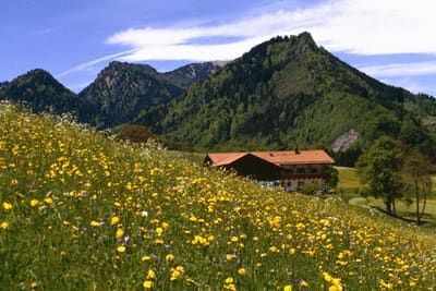 Bergblumenwiese