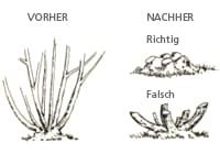 Heckenpflege