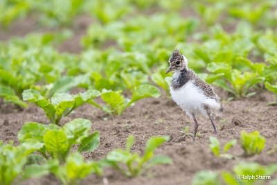 Kiebitz Jungvogel