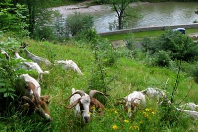 Burenziegen
