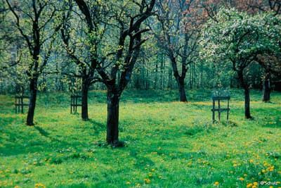 Obstwiese