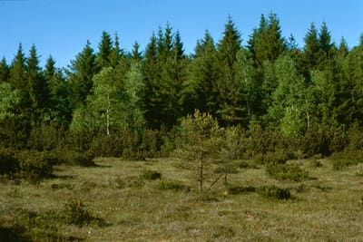 Langmoos (intaktes Hochmoor)