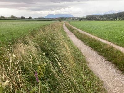 Artenreiche Wegränder als Biotopverbund