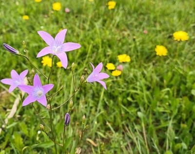 Blühende Wiesen für mehr Insekten