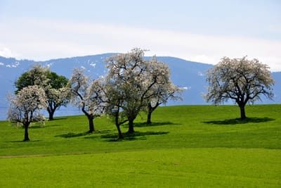 Streuobst im Rupertiwinkel