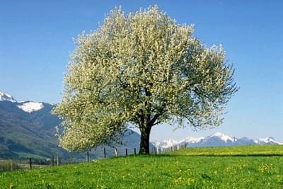 Kirschblüte bei Rumgraben