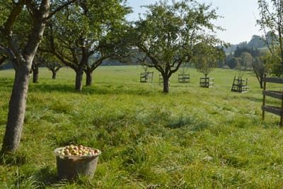 Obstanger bei Neugaden