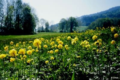 Blühende Trollblumen